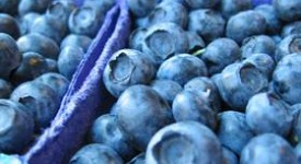 Frutti bosco calorie proprietà benefiche salute