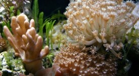 anemone marina contro obesità
